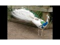 beautiful-parrots-for-sale-03412169567-small-0